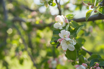 closeup blossoming apple tree with pink flowers in a garden