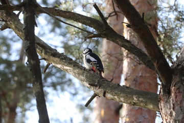 Woodpecker