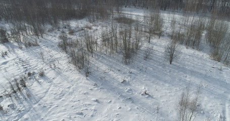 Aerial fly over bare birch forest on a sunny winter day