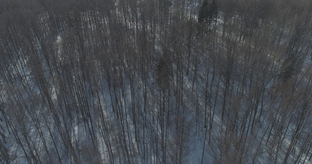 Aerial fly over bare birch forest on a sunny winter day