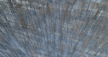 Aerial fly over bare birch forest on a sunny winter day