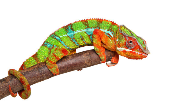 Chameleon on branch