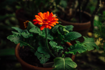 Gerbera orange blossom