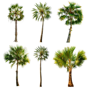 palm tree isolated on white background with Clipping Path