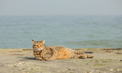 Funny grey cat on the beach against the sea.