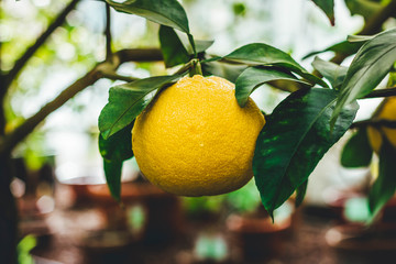 lemons on tree in garden
