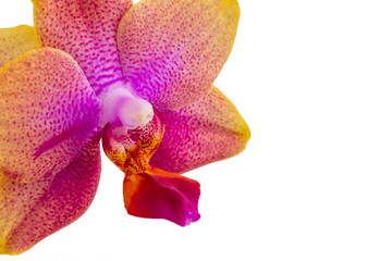Close up of single pink and purple Phalaenopsis Orchid blossom isolated on white background, copy space on right