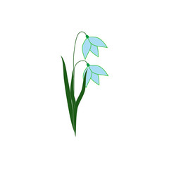 Snowdrop flower isolated