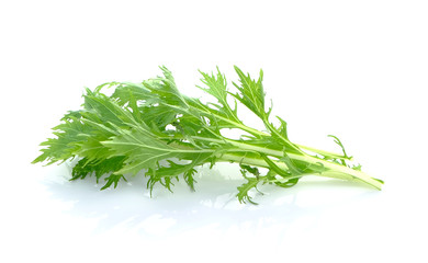 Mizuna, Japanese water vegetable on white background