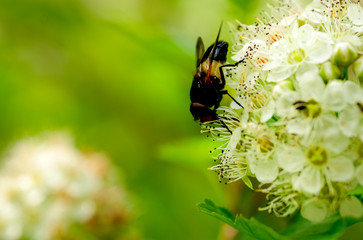 wildflowers in natural spring nature