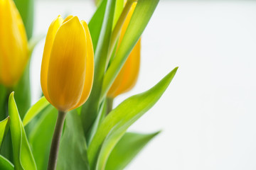 Naklejka premium Yellow Tulips 