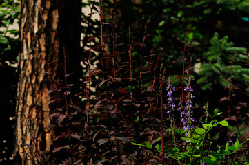 wildflowers in natural spring nature