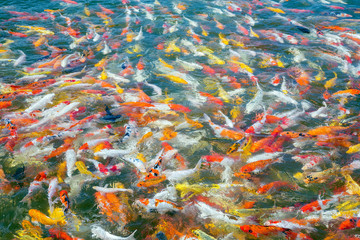 Obraz na płótnie Canvas Colorful of beautiful koi fish in the pond.