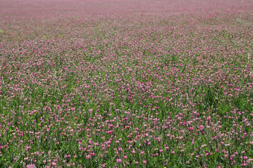 Field of flowering clover