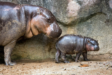 Mother and baby pygmy hippo in the atmosphere of the zoo.