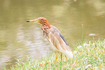 Chinese pond heron