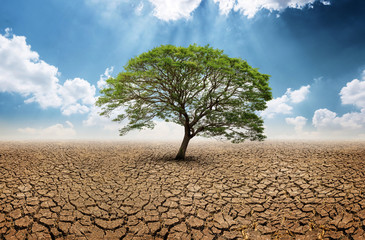 Lonely big green tree in dry wasteland a concept for global warming - Powered by Adobe