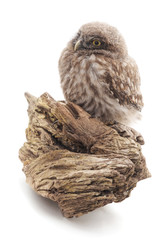 Little wild owl.