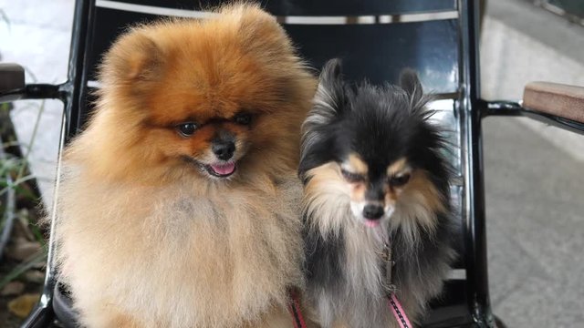 Closeup Portrait Of Small Spitz Dogs Sitting On Chair Outdoors In Pet Friendly Cafe