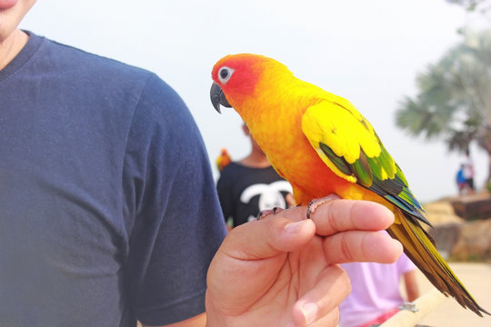 A parrot on the hands of a young man.