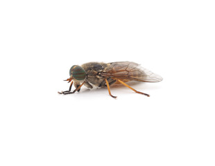 Large brown gadfly.