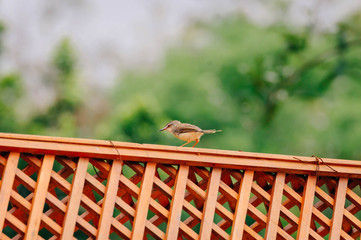 Tailor bird on the tree