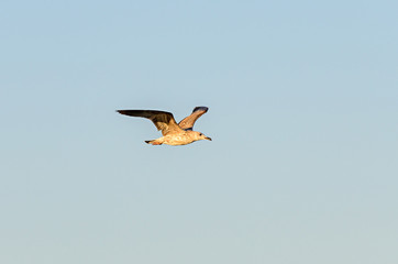 Seagull flying over blue sky, open wings, beak close up