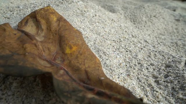 dry leaf falling down the deset dry sand drought concept, global warming, nature disaster