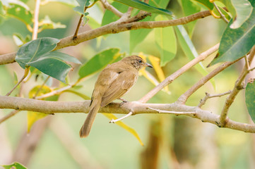 Tailor bird on the tree