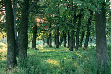 View of beautiful oak forest in summer. Trees in the forest, at sunset the sun, low sun breaks through the foliage