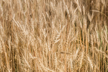 Ripe harvest, agricultural land. Gold wheat field and blue sky. Summer day, rural countryside.