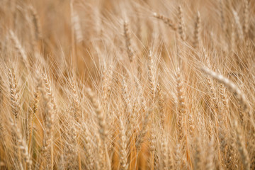 Ripe harvest, agricultural land. Gold wheat field and blue sky. Summer day, rural countryside.