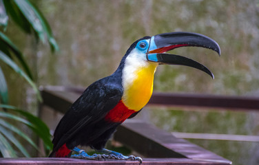 Toucan. Interesting photo of a bird. 