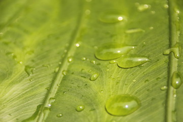 Water drops on a green leaf