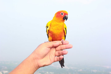 A parrot on the hands of a young man.