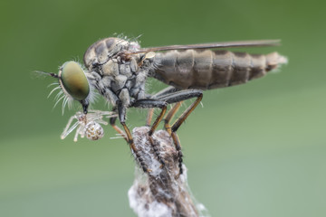 Super macro Robber fly with prey perching on treetop
