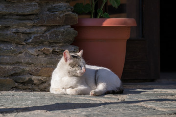 White cat lying down on the stone and enjoying sun