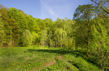 Fototapeta na wymiar River Desna in the forest