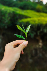 fresh tea leaves in man hand first person view