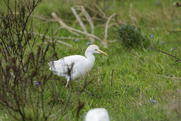 Kuhreiher, Bubulcus ibis, Algarve, Portugal