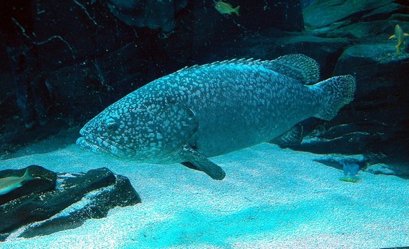 Large Grouper fish background