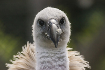 Gänsegeier (Gyps fulvus)