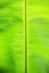  beautiful fresh banana leaf