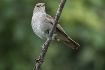 Gartengrasmücke (Sylvia borin)