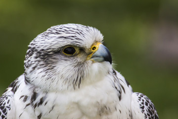 Gerfalke (Falco rusticolus)