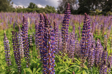 Schöne Lupinen und Frühlingsblumen an einem Bergsee_001