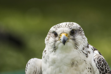 Gerfalke (Falco rusticolus)