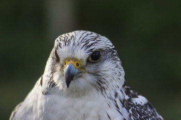 Gerfalke (Falco rusticolus)