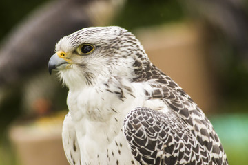 Gerfalke (Falco rusticolus)
