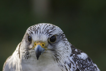 Gerfalke (Falco rusticolus)